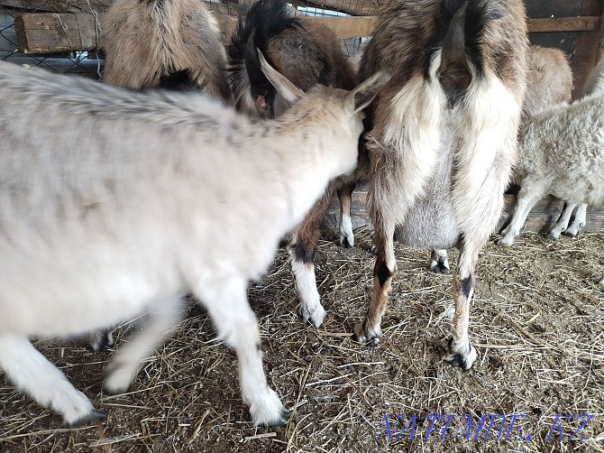 Saanen Alpine goats Astana - photo 2