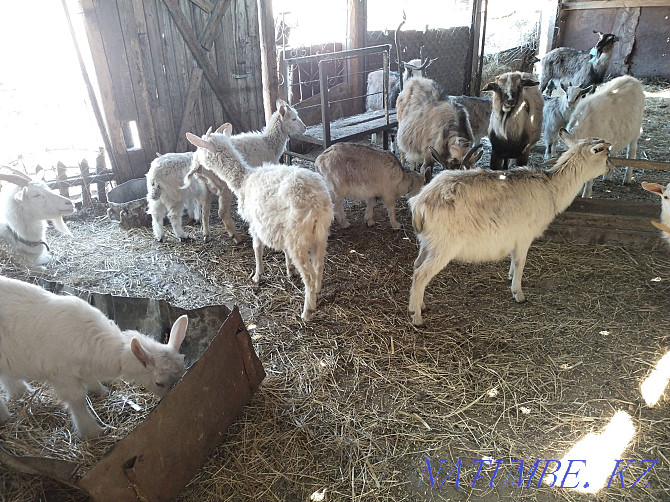 Dairy goats Astana - photo 3