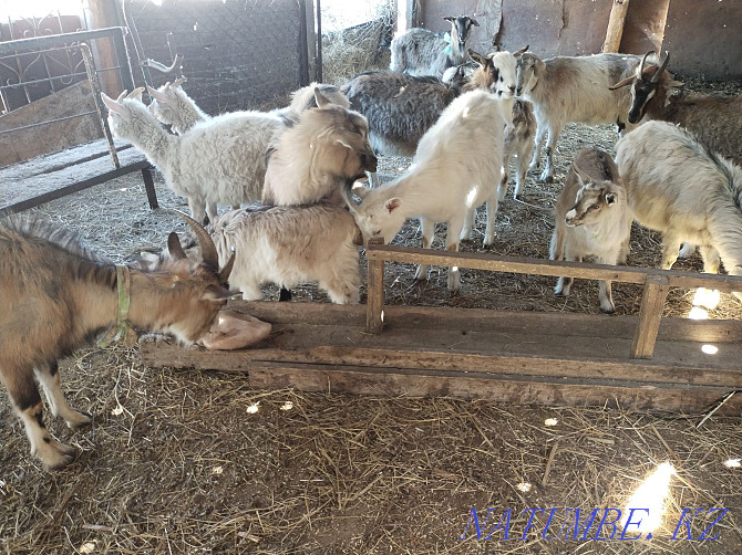 Dairy goats Astana - photo 4