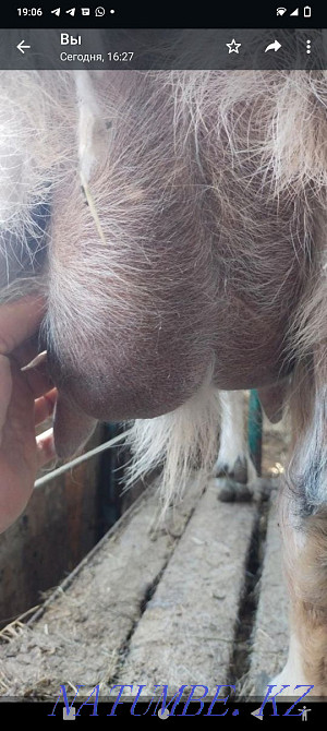 Козы молочной породы Астана - изображение 1