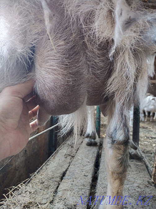 Козы молочного напровления Астана - изображение 1