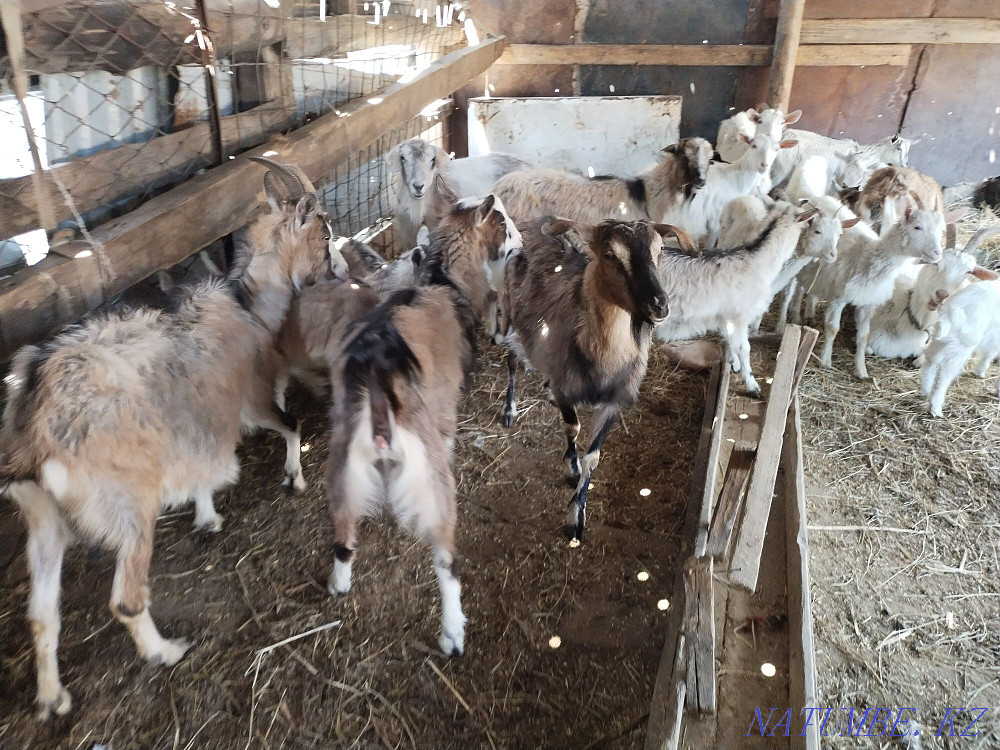 Козы молочного напровления Астана - изображение 3
