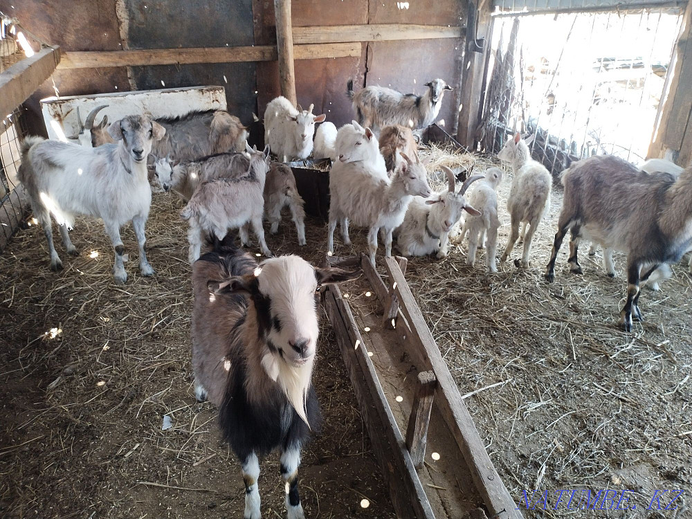 Козы молочного напровления Астана - изображение 4