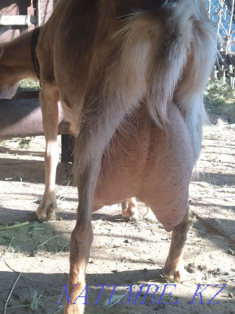 Saanen dairy goat Astana - photo 3