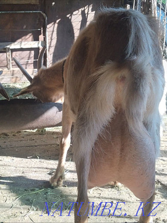 Saanen dairy goat Astana - photo 4