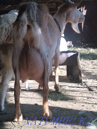 Saanen dairy goat Astana - photo 2