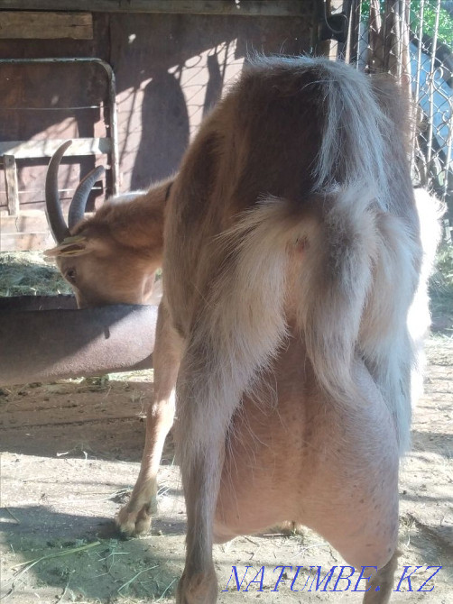 Саанен сүтті ешкі  Астана - изображение 1