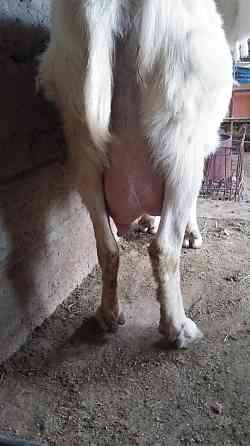 Зааненская коза с козленком лучшая порода для молочного направления Shymkent
