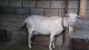 Зааненская коза с козленком лучшая порода для молочного направления Шымкент