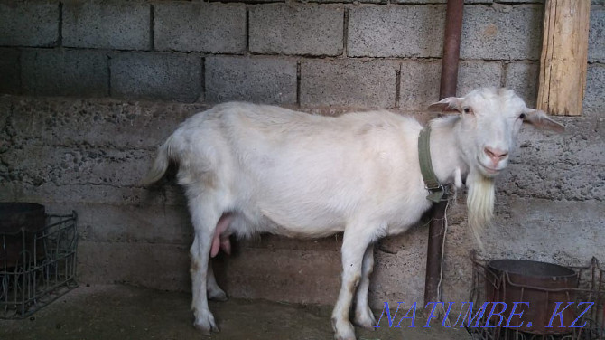 Зааненская коза с козленком лучшая порода для молочного направления Шымкент - изображение 1