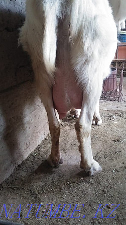 Зааненская коза с козленком лучшая порода для молочного направления Шымкент - изображение 4