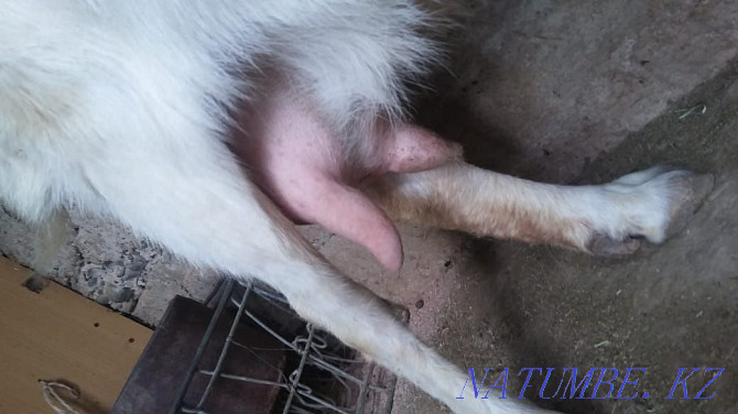 Зааненская коза с козленком лучшая порода для молочного направления Шымкент - изображение 3