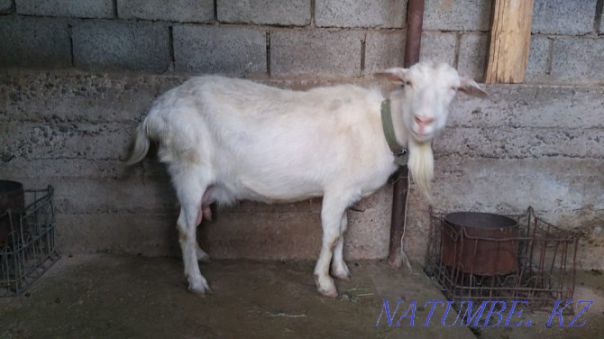 Зааненская коза с козленком лучшая порода для молочного направления Шымкент - изображение 2