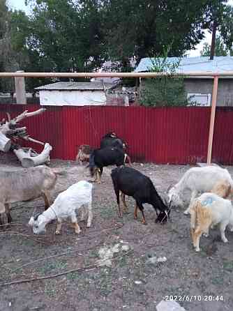 15 домашняя коза+ козлят Алматы
