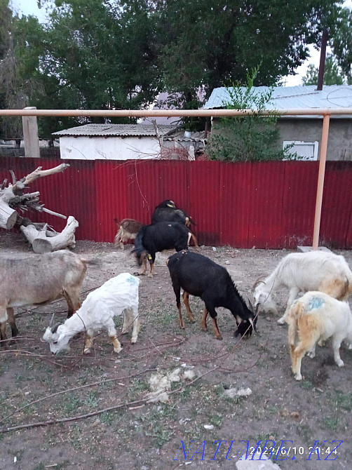 15 domestic goat + kids Almaty - photo 2