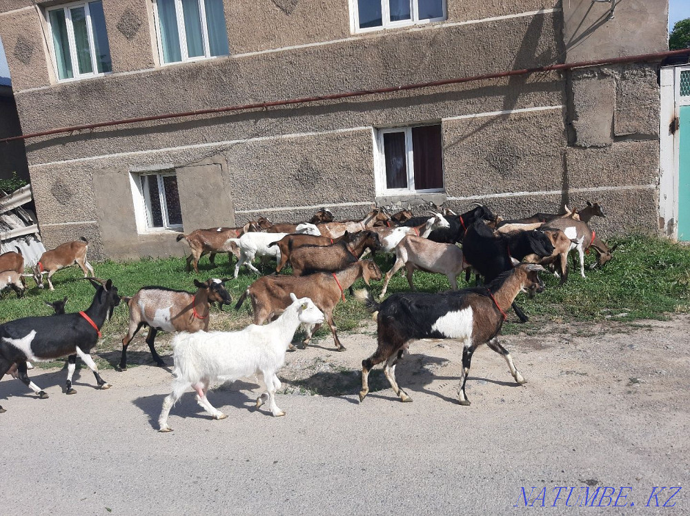 Таза ?анды Нуби Альпи Сауынды Ешкы Ешкі коза козы Шымкент - изображение 1