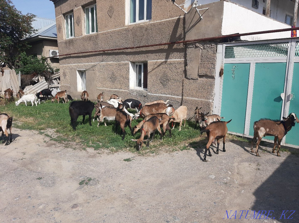 Таза ?анды Нуби Альпи Сауынды Ешкы Ешкі коза козы Шымкент - изображение 3