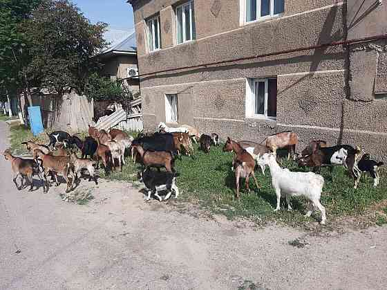 Сауынды Нубиский Альпиский ешкы ешкі коза козы Шымкент