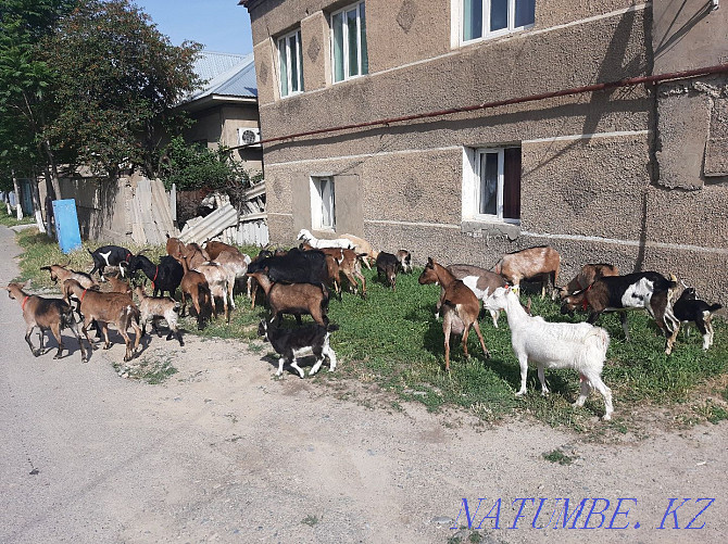 Sauyndy Nubian Alpine eshki eshki goat goat Shymkent - photo 1