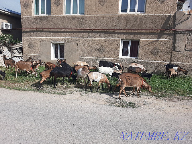 Sauyndy Nubian Alpine eshki eshki goat goat Shymkent - photo 4