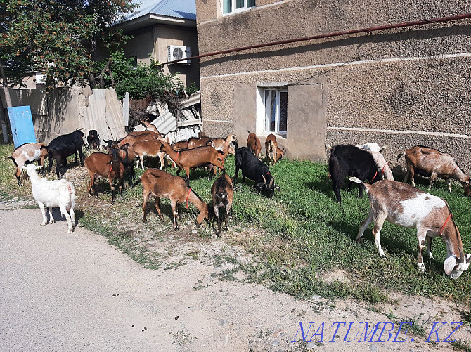 Сауынды Нубиский Альпиский ешкы ешкі коза козы Шымкент - изображение 3