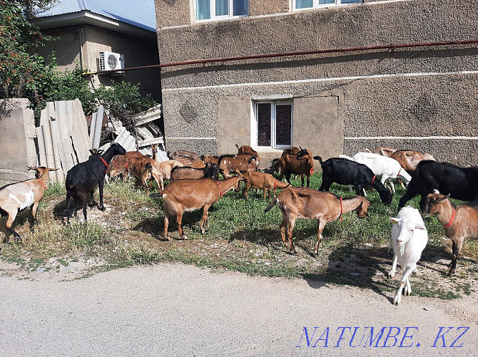 Taza ?andes Nubi Alpi Eshkyler Eshky Eshki Goat goats Parodals Shymkent - photo 3