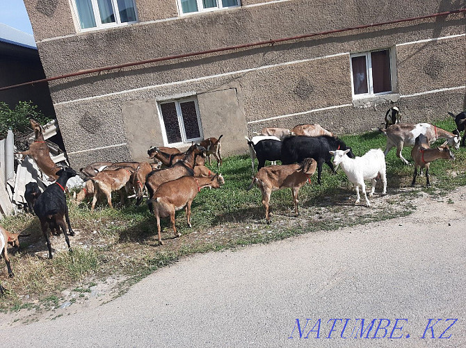 Taza ?andes Nubi Alpi Eshkyler Eshky Eshki Goat goats Parodals Shymkent - photo 4