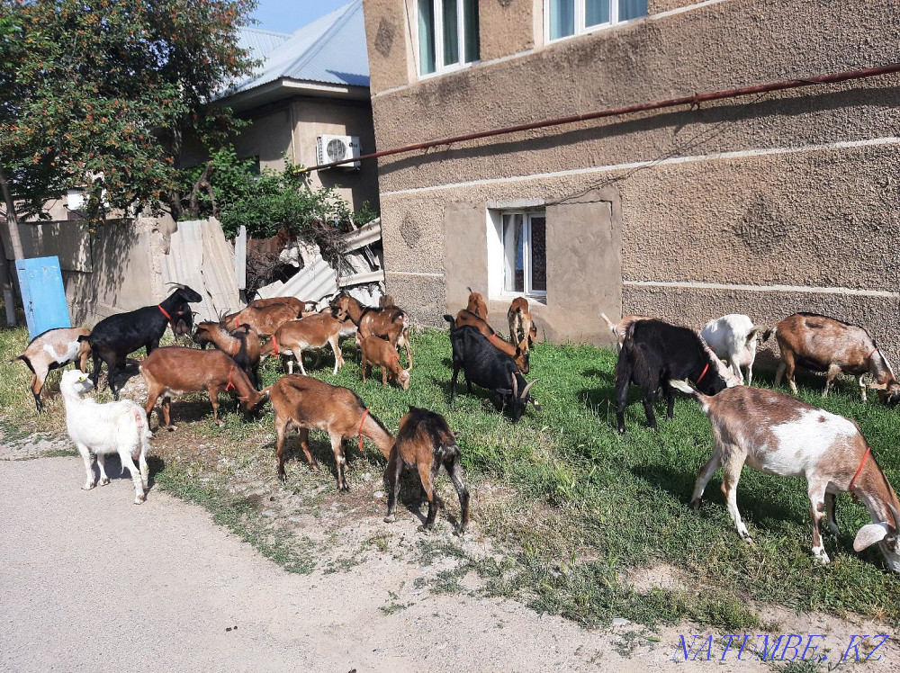 Таза ?анды Нуби Альпи Ешкылер Ешкы Ешкі Коза козы Пародалы Шымкент - изображение 2