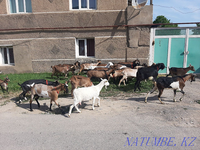 MILKING GOATS Nubi Alpi Anglo-Nubi Eshki Eshki goat goats Shymkent - photo 3