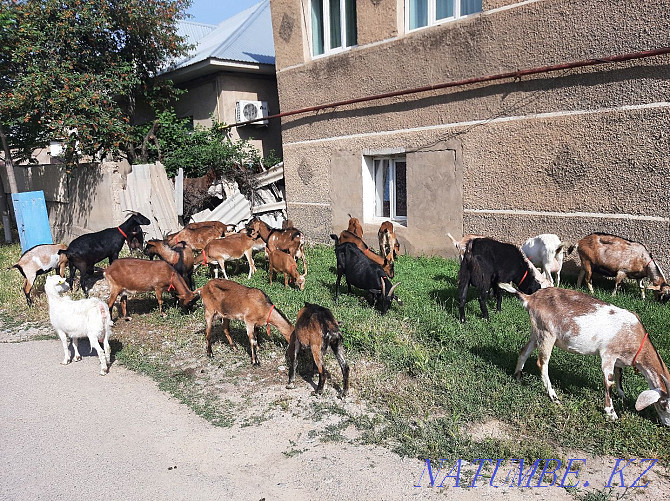 MILKING GOATS Nubi Alpi Anglo-Nubi Eshki Eshki goat goats Shymkent - photo 1