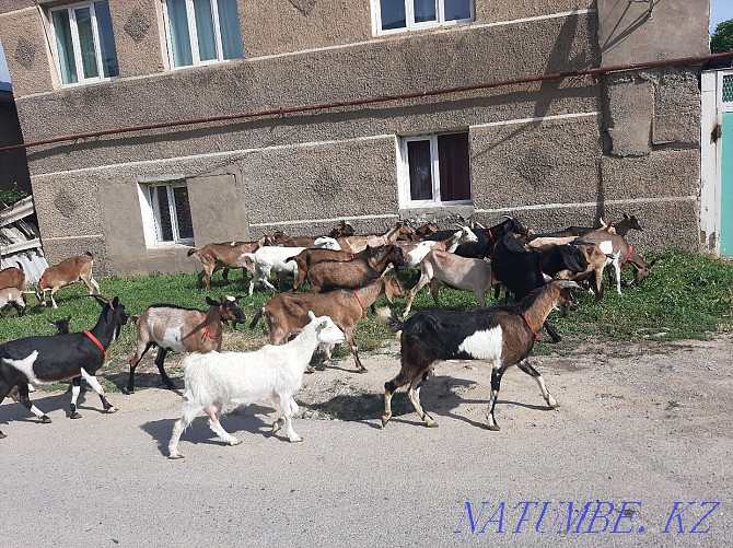 MILKING GOATS Nubi Alpi Anglo-Nubi Eshki Eshki goat goats Shymkent - photo 4