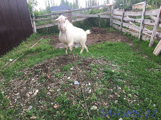 Goats, Saanen goats Taraz - photo 1