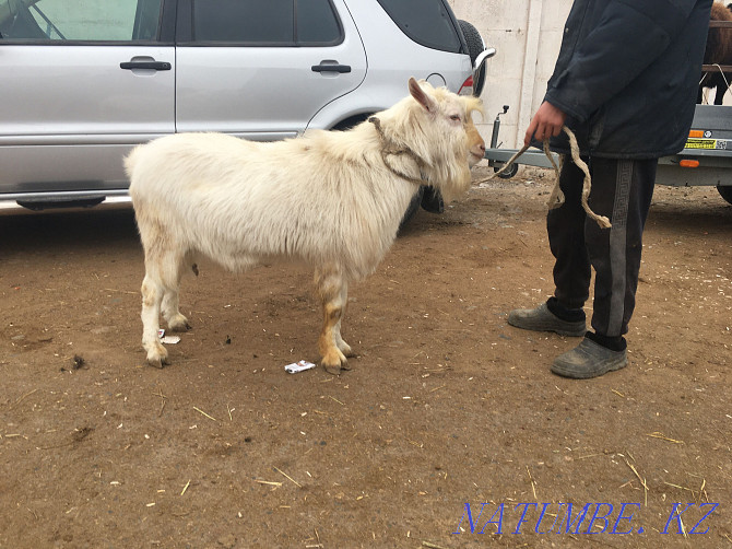 Goats, Saanen goats Taraz - photo 2