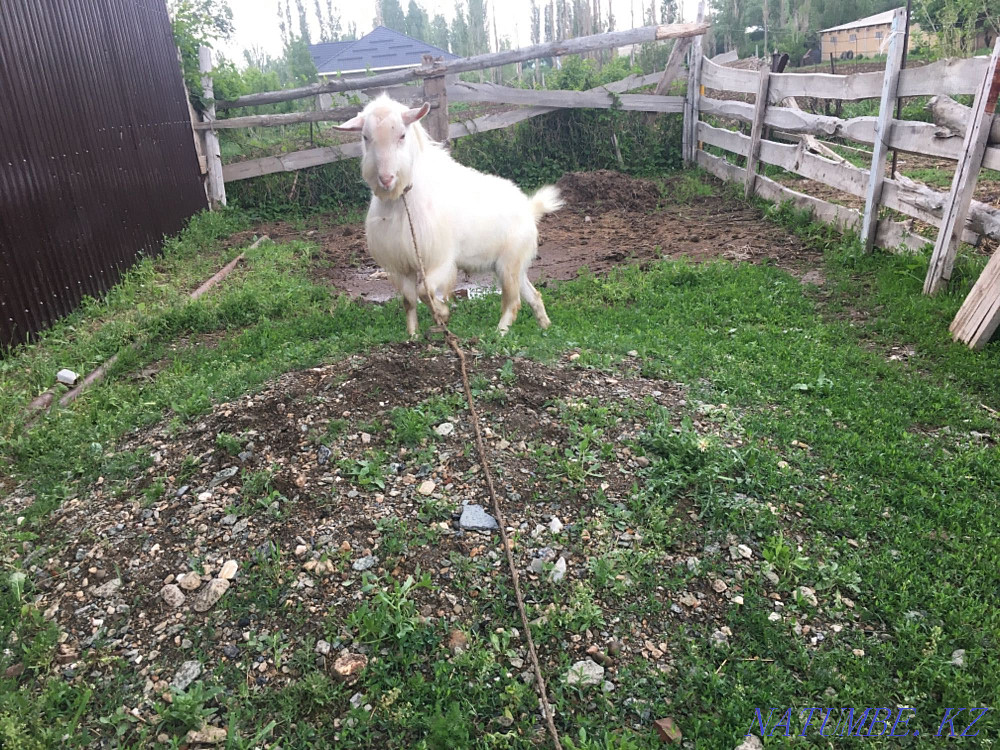 Козы, зааненский козы Тараз - изображение 1