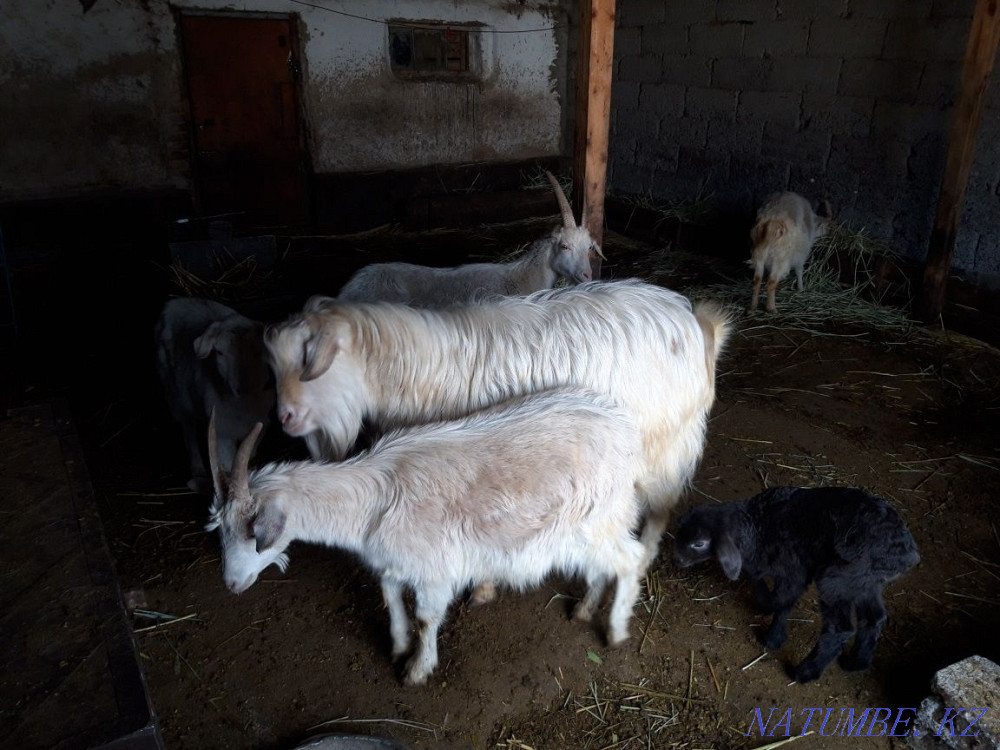 good goats for sale Талас - photo 1