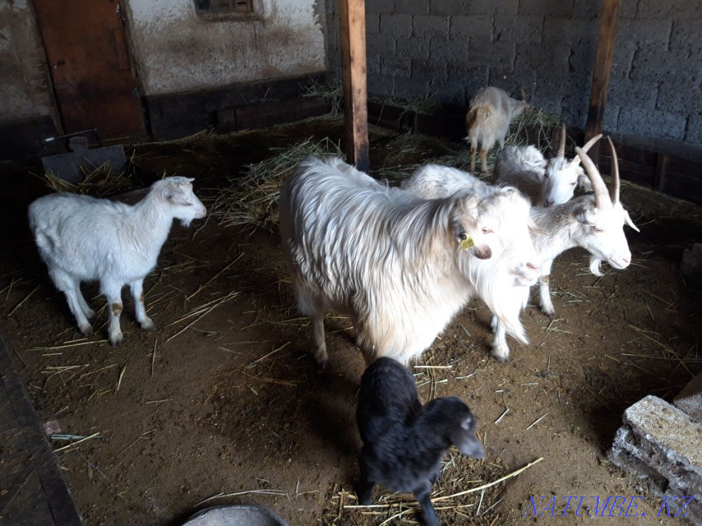 good goats for sale Талас - photo 2
