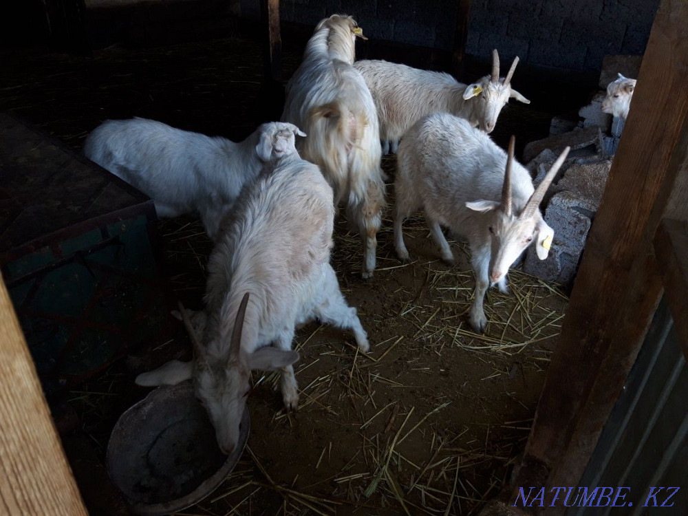 good goats for sale Талас - photo 3