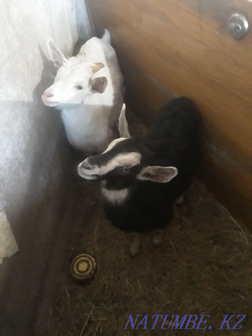 Коза с двумя козлятами Караганда - изображение 2