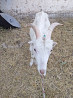 Продаётся Коза с козлятами Shymkent