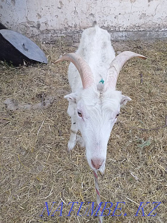 Goat with kids for sale Shymkent - photo 1