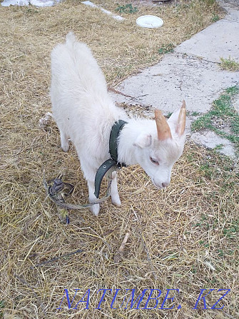 Goat with kids for sale Shymkent - photo 4