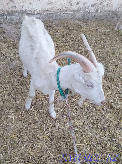 Продаётся Коза с козлятами Шымкент - изображение 2