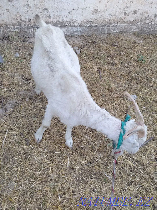 Продаётся Коза с козлятами Шымкент - изображение 3