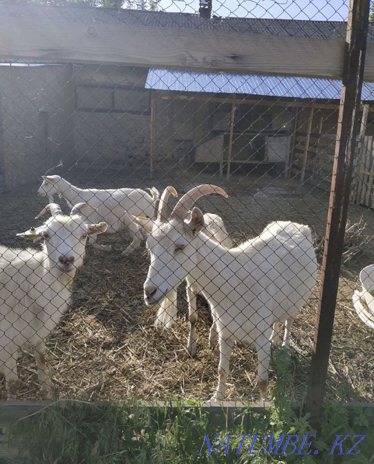 Сүтті ешкі Заненская  - изображение 1