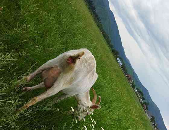 Продам дойную козу Almaty