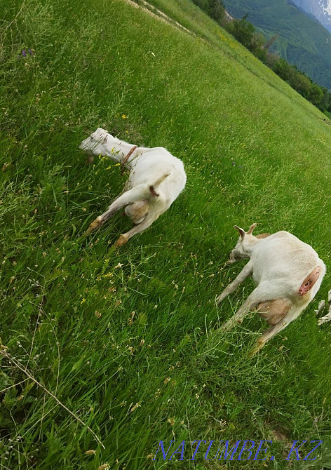 Sell dairy goat Almaty - photo 2