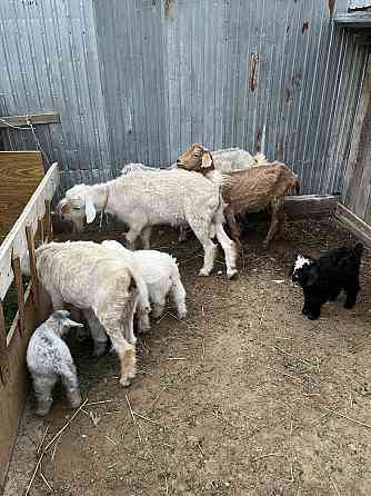 Продаются козы с козленками Taraz