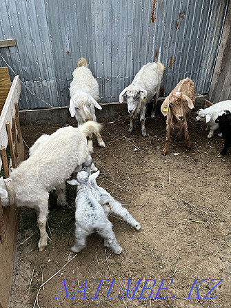 Goats with kids for sale Taraz - photo 4
