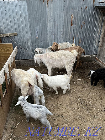 Goats with kids for sale Taraz - photo 1