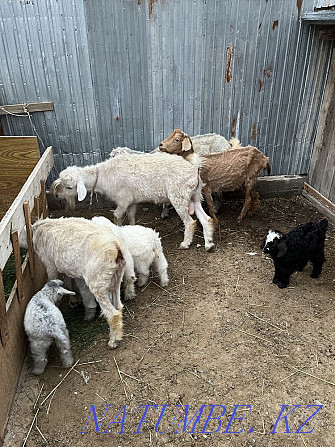 Goats with kids for sale Taraz - photo 2